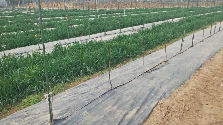 标准园观摩篇 园艺作物种植的现代化实践与启示