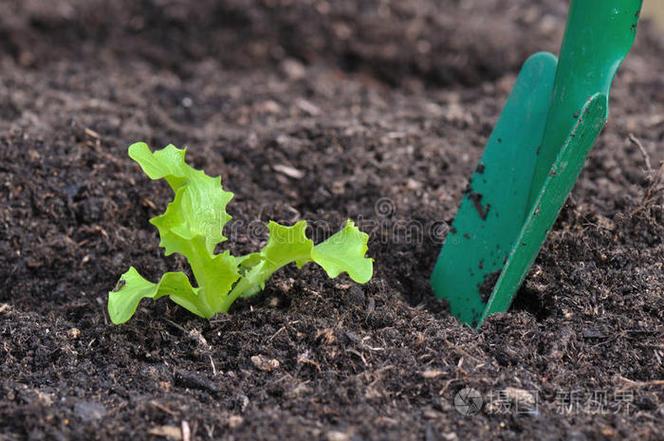 植物 食物 闲暇 幼苗 土壤 生长 生菜 种植 园艺菜园绿色生菜作物有机