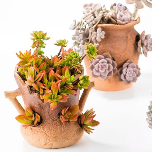 封后创意个性特大号黑法师高筒款多肉——园艺作物种植中的暗黑艺术