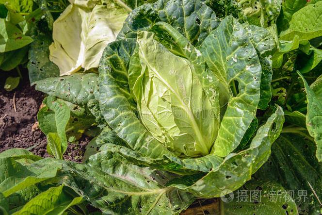 康瓦尔花园 头状花序下的农事、园艺与饮食
